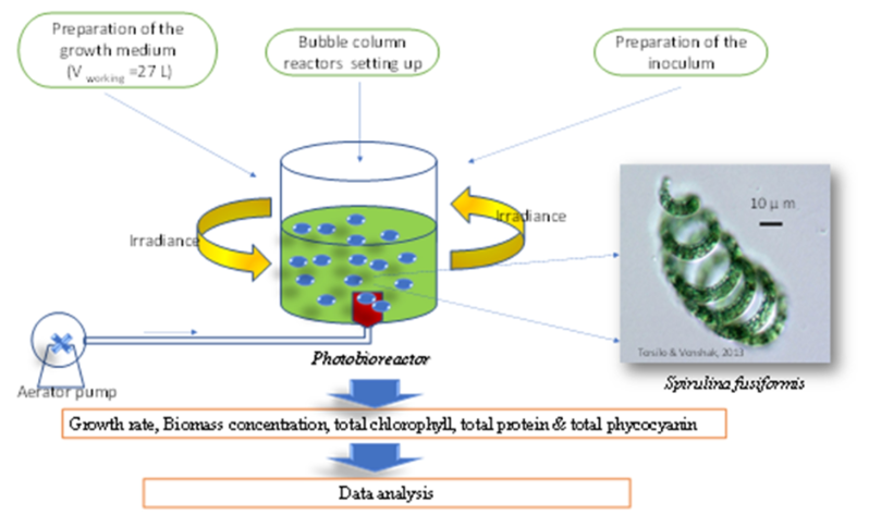 spirulina