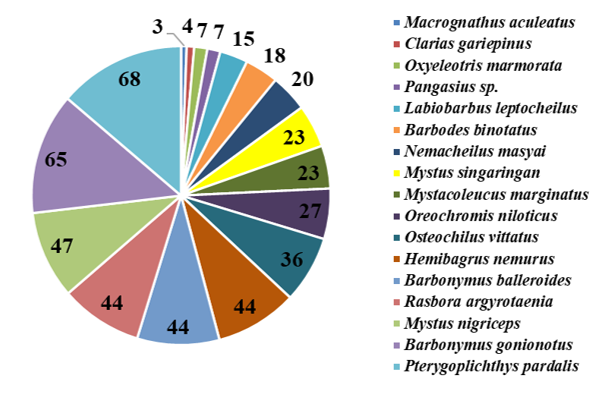 diversity of fish in Bengawan Madiun River